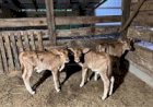 Curiosidade: em parto raríssimo, vaca dá à luz trigêmeas e surpreende família no RS