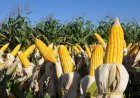 Previsão do tempo: chuvas irregulares e altas temperaturas impactam 2ª safra no Centro-Oeste