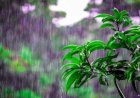Previsão do tempo: Veja como será o clima em maio e possível impactos nas culturas