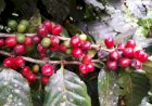 Café arábica segue com colheita lenta