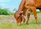 Prova Brasileira de Produção de Leite a Pasto do Zebu Leiteiro realiza premiação no CTZL