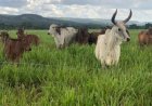 Açúcar sobe com menor foco na produção