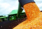 Etanol de milho muda dinâmica agrícola do Brasil