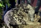 Morte de cavalo durante cavalgada em Novo Acordo gera debate sobre segurança e bem-estar animal