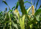 Cotações Agropecuárias
