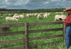 Banco do Brasil anuncia medidas para ampliar crédito a produtores rurais afetados por eventos climáticos