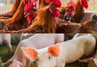 MATOPIBA reúne condições para avançar na produção de aves e suínos, avalia ABPA