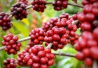 Preço do café dispara: Entenda o impacto da chuva na safra de arábica e robusta