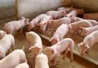 Exportações de carne suína recuam após semestre aquecido