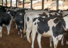 Gestão de riscos ganha espaço no mercado de leite