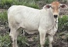 Preço do bezerro dispara quase 10porcento em 2026 e supera alta do boi gordo