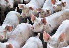 SUÍNOS: Cotações do vivo têm movimentos distintos