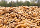 Preço do arroz chega a R$ 74,24 por saca no RS