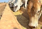 Veja aqui Cotações mistas do Agro