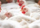 Preço do frango sobe em setembro e cenário segue favorável para outubro