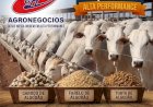 Boi gordo: negócios a R$ 380/@ pipocam nas praças paulistas, destacam a Scot e a Agrifatto