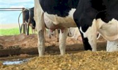 MG: novo ciclo do projeto Mais Leite Saudável busca impulsionar produção de leite