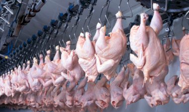 Preços do frango abatido nos primeiros quatro meses e meio do ano garantem resultado positivo em 2025