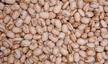 Mercado de feijão segue em queda com aumento da oferta e demanda restrita