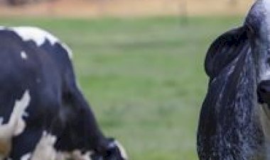 Censo agropecuário inicia pré-teste na Bahia com foco em comunidades tradicionais