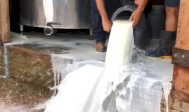 15 curiosidades sobre o leite