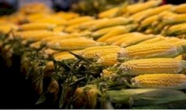 Preço do milho sobe com demanda interna em alta