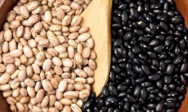 Exportação de feijão atinge recorde histórico em 2025, enquanto mercado interno é marcado pela cautela