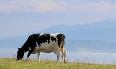 Mapeamento do MapBiomas detalha intensificação da agricultura e saúde das pastagens no Brasil