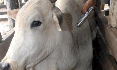 Uruguai é o novo integrante do Banco Regional de Antígenos para Febre Aftosa