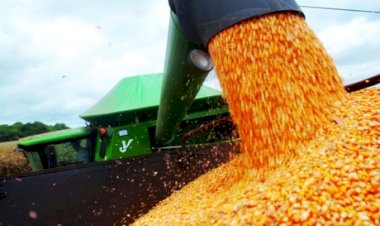 Preços do milho recuam com demanda fraca e oferta elevada no Brasil