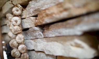 Valor da produção de alho em Goiás cresce 210% na última década