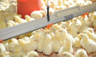 Mapa anuncia abertura de mercado para material genético avícola em Moçambique