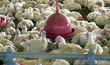 Após baixa em outubro, custo de produção do frango volta a aumentar, retornando aos valores de setembro