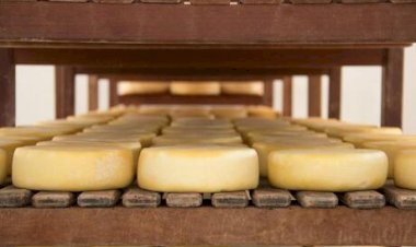 Queijos e creme de leite integrais são associados a menor risco de demência