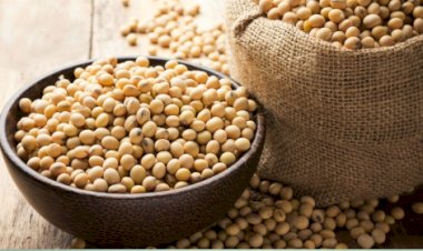 Agroindústria puxa nova revisão positiva do PIB da cadeia da soja e do biodiesel