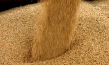 Oferta global recorde derruba preços da soja no Brasil e no mundo em 2025