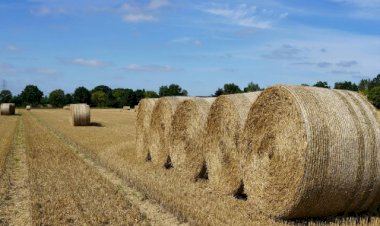 Brasil amplia acesso do agro a novos mercados com acordos fitossanitários