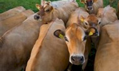 Produtora aposta na música para melhorar a produção de leite