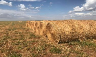 Marrocos e Iraque abrem seus mercados para feno do Brasil