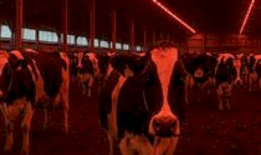 Iluminação inteligente: como a luz vermelha impacta o período seco?