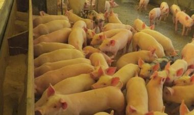 Mercado de suínos: Estabilidade no campo e recordes na exportação