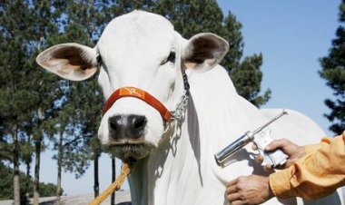 SP inicia primeira etapa da vacinação contra brucelose