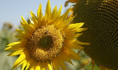 Produção agropecuária de 2025 consolida Goiás como liderança nacional