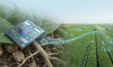 Robôs menores que grãos de sal podem revolucionar monitoramento da lavoura