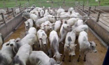 Mercado do boi inicia semana com negócios lentos