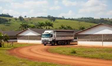 Frango e frete rodoviário, uma combinação que mexe no bolso do produtor