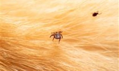 RS: carrapato é um desafio para a pecuário gaúcha