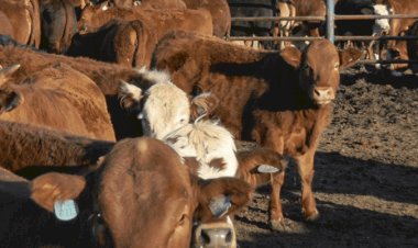 Biogénesis Bagó enviará vacinas contra a febre aftosa para a África do Sul
