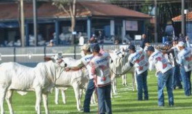Expoinel Minas deverá ter número recorde de animais