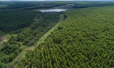 Goiás lança plano para atrair indústrias de papel e celulose